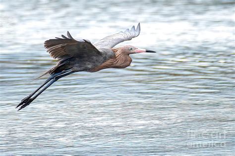 Reddish Egret Landing Zone Photograph By Jennifer Jenson Fine Art America