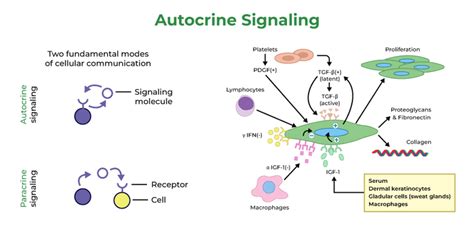 Autocrine Signaling: Definition, Function & Example