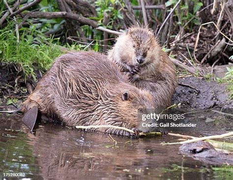 25 Beaver Eating Wood Stock Photos, High-Res Pictures, and Images ...