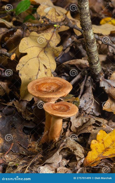 Mycology Edible Mushrooms Used In Cooking Niscalo Lactarius