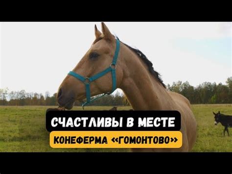 Деревня Гомонтово // Счастливы в месте - YouTube