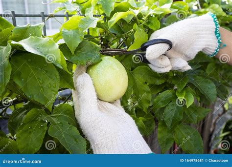 Harvesting Passion Fruit With Scissor Woman Cutting Fresh Passion