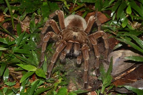 The Biggest Spider In The World Fires Weaponized Hairs At Potential