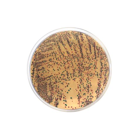 E Coli Enterobacteria Chromogenic Agar Formato G