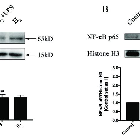 The effects of H 2 on LPS mediated nuclear translocation of NF κB