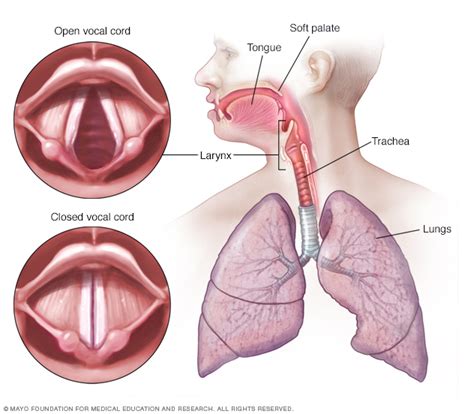 Laryngitis Disease Reference Guide - Drugs.com