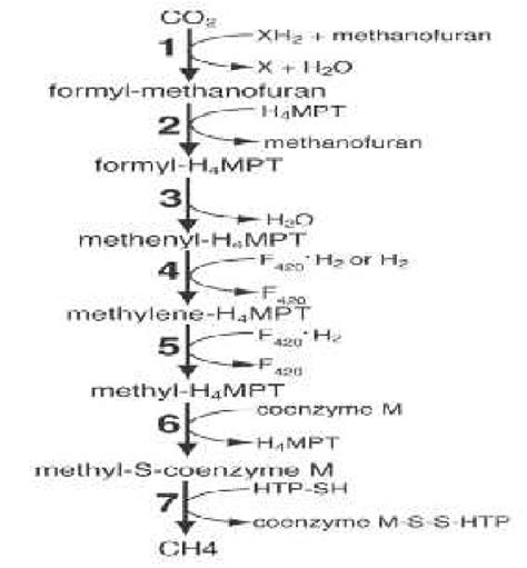 Methanogenesis Pathway From H2 And CO2 The Seven Enzymatic Pathways In