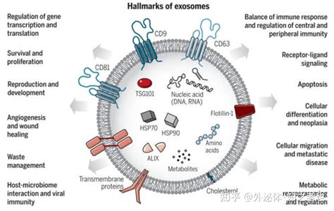 干货分享间充质干细胞（mscs）工程化外泌体在疾病治疗领域的应用和发展 知乎