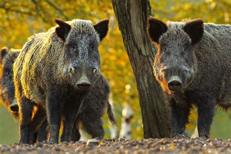 Wild boar in Alberta | Alberta.ca