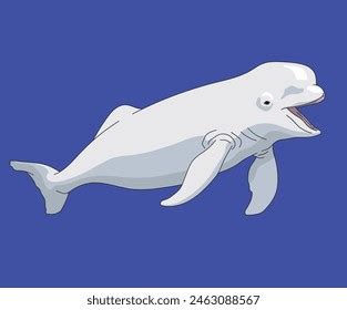 beluga royalty  images stock  pictures shutterstock