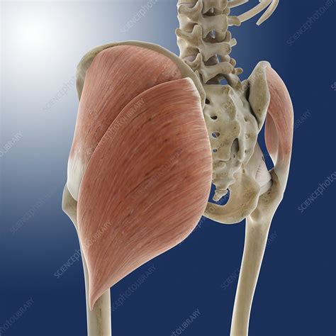 Buttock Muscles Anatomy