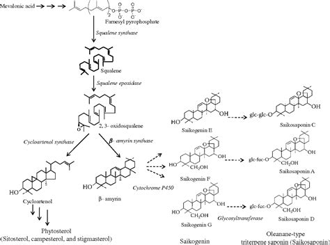 Figure 1 From Gene Regulation Patterns In Triterpene Biosynthetic