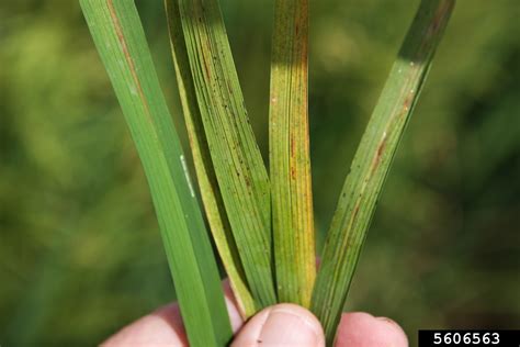 Narrow Brown Leaf Spot Cercospora Janseana