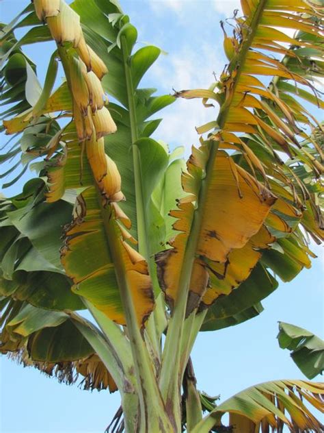 Fusarium Wilt Of Banana Is Cur Image Eurekalert Science News Releases