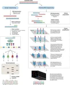 Sanger Sequencing Vs Next Generation Sequencing Ngs Biology Notes