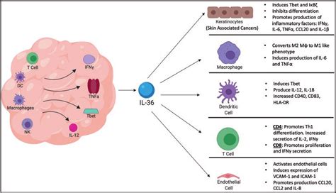 3 Impact Of Il 36 Signaling In The Tme While Il 36 Responses By Immune Download Scientific