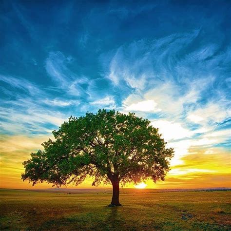 Great Oak Counseling Smyrna Ga