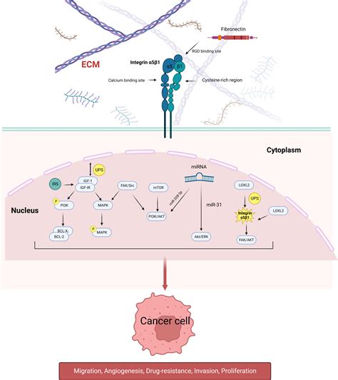 Frontiers Targeting Integrin In Urological Tumors Opportunities