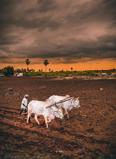 Two brown cattles, HD wallpaper | Peakpx