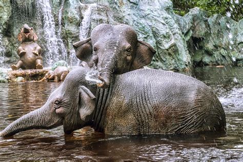 The Elephant Bathing Pool The Jungle Cruise Opened With Th Flickr