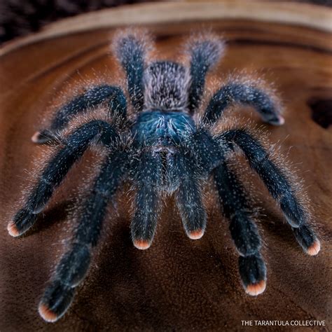 New Tarantula Keeper Guide — The Tarantula Collective