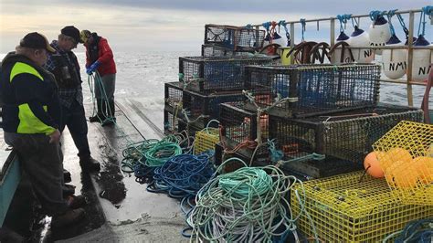 Fishing Industry And Others Look To Gear Innovations To Reduce Whale