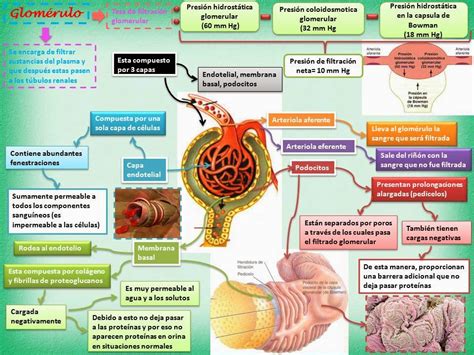 Blog De Fisiología Básica De Rogelio Eduardo Enriquez Lopez Glomerulo