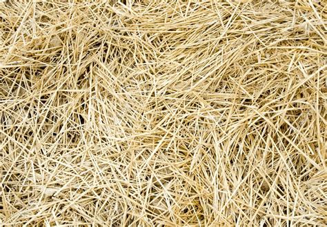 Oat Straw Oat Hay Oats