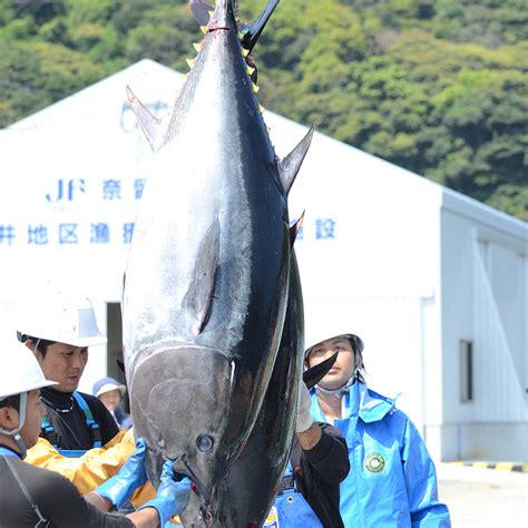 五島産養殖マグロセット 島の幸々 よろずを継ぐもの｜継ぐべきものをよろず集めたモール