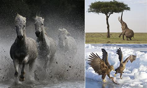 Amazing scenes including wild horses thundering through France steal ...