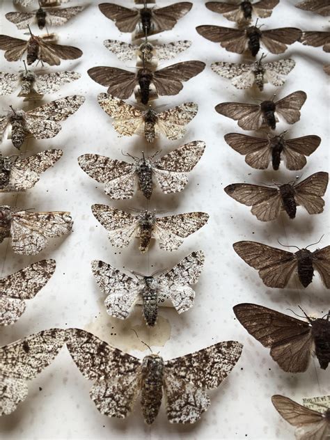 Peppered Moth Specimens Image Eurekalert Science News Releases