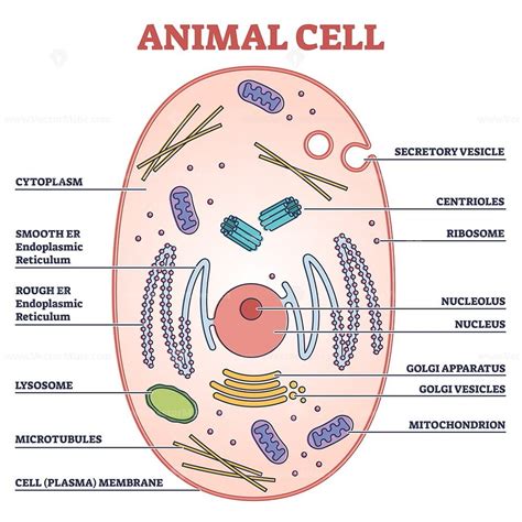 Cell Diagram Labeled