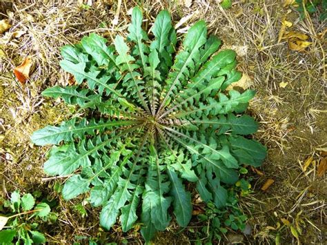 Boccione Maggiore Urospermum Dalechampii