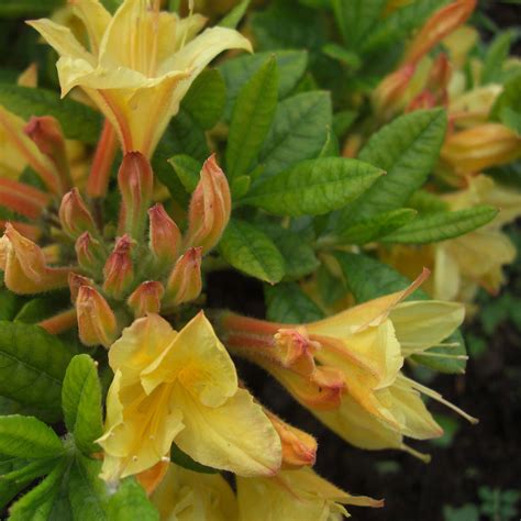 Rhododendron Arpege Rhododendron Luteum Arpege