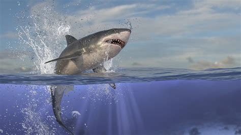 Great White Shark Jumping Wallpaper