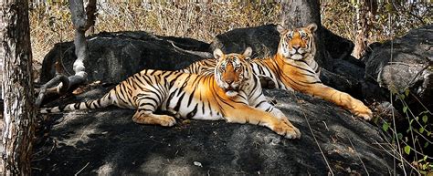 2 Pench National Park Tour Packages at ₹5500 pp, Flat 20% Off - Book ...