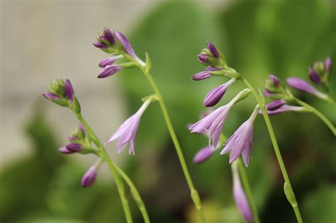 Lis Plantain Hosta Fleurs Les Photo Gratuite Sur Pixabay Pixabay