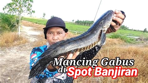 Mancing Gabus Di Spot Banjiran Mancingmania Spotmancingpinggiran