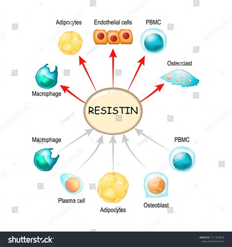 Resistin Hormone Adipose Tissue Regulator Inflammation Stock Vector (Royalty Free) 1711346818 ...