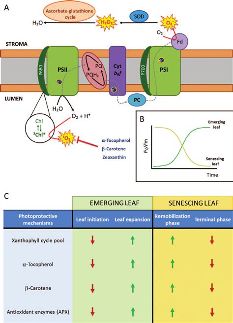 Formation Of Reactive Oxygen Species Ros In Chloroplasts A