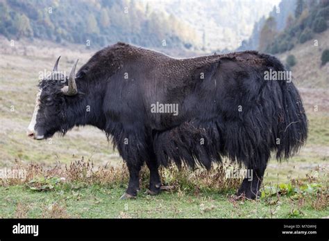 Yak In Bhutan Stock Photo Alamy