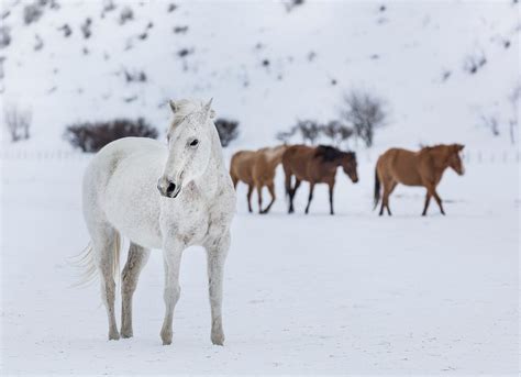 mixed herd wild and domesticated | Free Photo - rawpixel