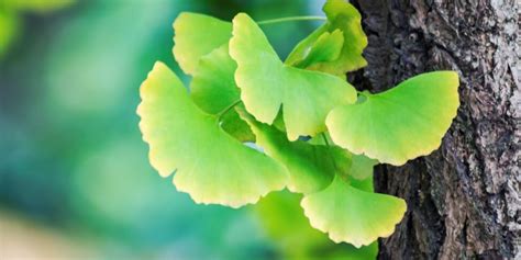 ¿qué Es El Ginkgo Biloba Beneficios Y Propiedades Farmacia Angulo