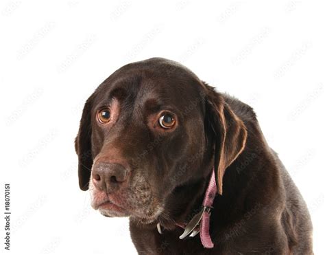 Sad dog Stock Photo | Adobe Stock