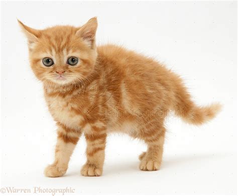 Red tabby British Shorthair kitten photo WP10857