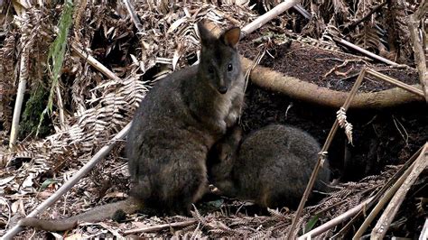 Tasmanian Pademelon