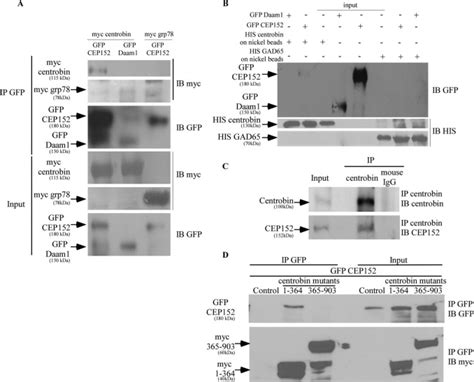 Centrobin Centrosomal Protein Associated Protein Cpap Interaction