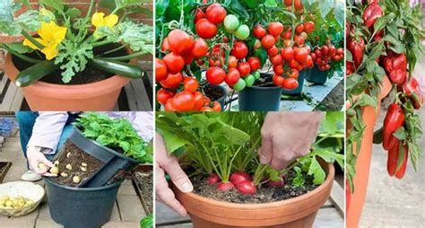 Facile 25 Fruits et Légumes à Faire Pousser En Pot Sur Son BALCON