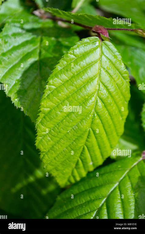 Hornbeam leaves hi-res stock photography and images - Alamy