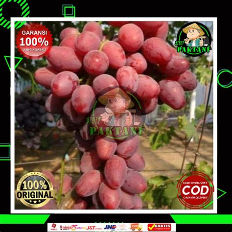 Jual BIBIT ANGGUR IMPORT TALDUN Grafting Shopee Indonesia